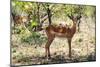 Awesome South Africa Collection - Impala Buck-Philippe Hugonnard-Mounted Photographic Print