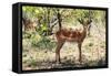 Awesome South Africa Collection - Impala Buck-Philippe Hugonnard-Framed Stretched Canvas