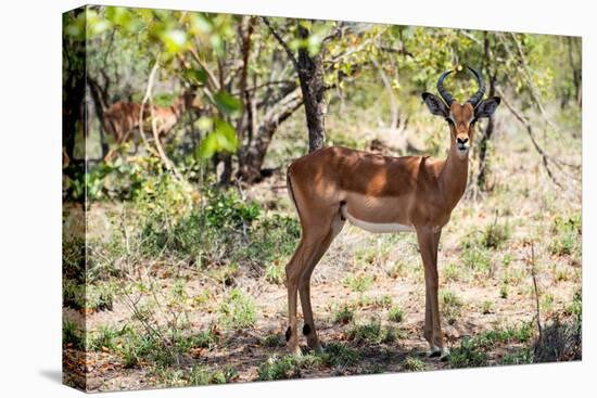 Awesome South Africa Collection - Impala Buck-Philippe Hugonnard-Stretched Canvas