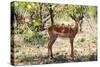 Awesome South Africa Collection - Impala Buck-Philippe Hugonnard-Stretched Canvas