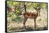 Awesome South Africa Collection - Impala Buck-Philippe Hugonnard-Framed Stretched Canvas