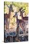 Awesome South Africa Collection - Impala Family I-Philippe Hugonnard-Stretched Canvas