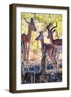 Awesome South Africa Collection - Impala Family I-Philippe Hugonnard-Framed Photographic Print