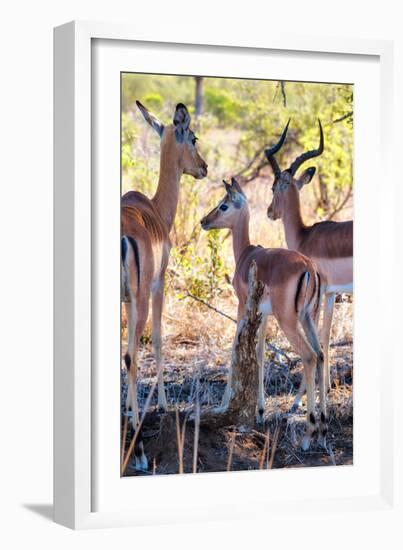 Awesome South Africa Collection - Impala Family I-Philippe Hugonnard-Framed Photographic Print