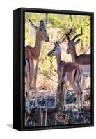 Awesome South Africa Collection - Impala Family I-Philippe Hugonnard-Framed Stretched Canvas