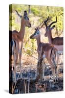 Awesome South Africa Collection - Impala Family I-Philippe Hugonnard-Stretched Canvas