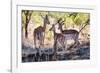 Awesome South Africa Collection - Impala Family-Philippe Hugonnard-Framed Photographic Print