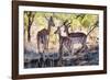 Awesome South Africa Collection - Impala Family-Philippe Hugonnard-Framed Photographic Print