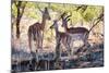 Awesome South Africa Collection - Impala Family-Philippe Hugonnard-Mounted Photographic Print