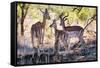 Awesome South Africa Collection - Impala Family-Philippe Hugonnard-Framed Stretched Canvas
