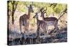 Awesome South Africa Collection - Impala Family-Philippe Hugonnard-Stretched Canvas