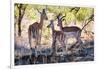 Awesome South Africa Collection - Impala Family-Philippe Hugonnard-Framed Photographic Print