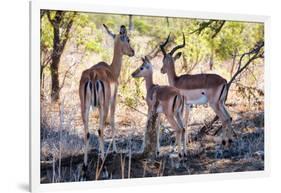 Awesome South Africa Collection - Impala Family-Philippe Hugonnard-Framed Photographic Print