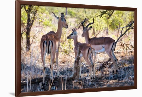 Awesome South Africa Collection - Impala Family-Philippe Hugonnard-Framed Photographic Print