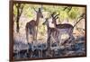 Awesome South Africa Collection - Impala Family-Philippe Hugonnard-Framed Photographic Print