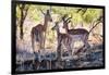 Awesome South Africa Collection - Impala Family-Philippe Hugonnard-Framed Photographic Print