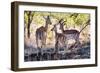 Awesome South Africa Collection - Impala Family-Philippe Hugonnard-Framed Photographic Print