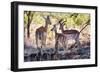 Awesome South Africa Collection - Impala Family-Philippe Hugonnard-Framed Photographic Print