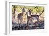 Awesome South Africa Collection - Impala Family-Philippe Hugonnard-Framed Photographic Print