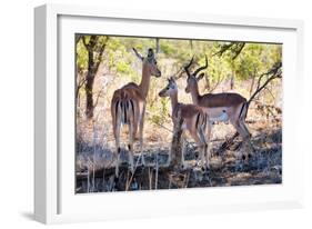 Awesome South Africa Collection - Impala Family-Philippe Hugonnard-Framed Photographic Print