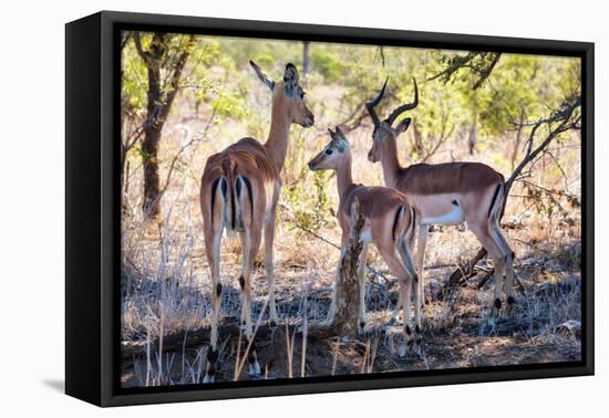 Awesome South Africa Collection - Impala Family-Philippe Hugonnard-Framed Stretched Canvas