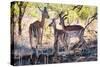 Awesome South Africa Collection - Impala Family-Philippe Hugonnard-Stretched Canvas