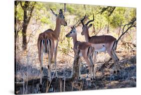 Awesome South Africa Collection - Impala Family-Philippe Hugonnard-Stretched Canvas