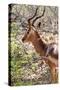 Awesome South Africa Collection - Impala Portrait-Philippe Hugonnard-Stretched Canvas