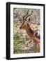 Awesome South Africa Collection - Impala Portrait-Philippe Hugonnard-Framed Photographic Print