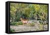 Awesome South Africa Collection - Impala-Philippe Hugonnard-Framed Stretched Canvas