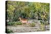 Awesome South Africa Collection - Impala-Philippe Hugonnard-Stretched Canvas