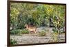 Awesome South Africa Collection - Impala-Philippe Hugonnard-Framed Photographic Print