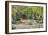 Awesome South Africa Collection - Impala-Philippe Hugonnard-Framed Photographic Print