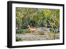 Awesome South Africa Collection - Impala-Philippe Hugonnard-Framed Photographic Print