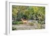 Awesome South Africa Collection - Impala-Philippe Hugonnard-Framed Photographic Print