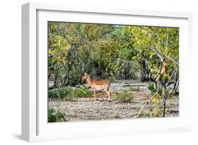 Awesome South Africa Collection - Impala-Philippe Hugonnard-Framed Photographic Print