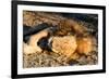 Awesome South Africa Collection - Lion Sleeping at Sunset I-Philippe Hugonnard-Framed Photographic Print