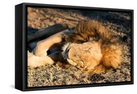 Awesome South Africa Collection - Lion Sleeping at Sunset I-Philippe Hugonnard-Framed Stretched Canvas