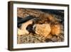 Awesome South Africa Collection - Lion Sleeping at Sunset I-Philippe Hugonnard-Framed Photographic Print