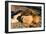 Awesome South Africa Collection - Lion Sleeping at Sunset I-Philippe Hugonnard-Framed Photographic Print