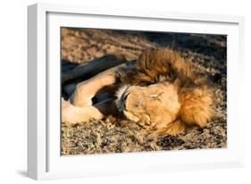 Awesome South Africa Collection - Lion Sleeping at Sunset I-Philippe Hugonnard-Framed Photographic Print