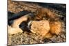 Awesome South Africa Collection - Lion Sleeping at Sunset I-Philippe Hugonnard-Mounted Photographic Print