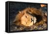 Awesome South Africa Collection - Lion Sleeping at Sunset II-Philippe Hugonnard-Framed Stretched Canvas