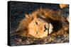 Awesome South Africa Collection - Lion Sleeping at Sunset II-Philippe Hugonnard-Stretched Canvas