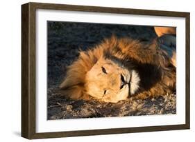 Awesome South Africa Collection - Lion Sleeping at Sunset II-Philippe Hugonnard-Framed Photographic Print