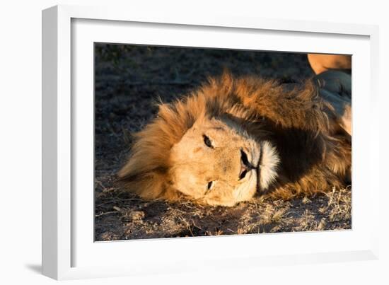 Awesome South Africa Collection - Lion Sleeping at Sunset II-Philippe Hugonnard-Framed Photographic Print