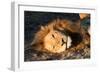 Awesome South Africa Collection - Lion Sleeping at Sunset II-Philippe Hugonnard-Framed Photographic Print