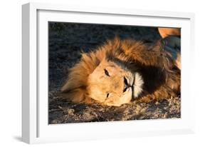 Awesome South Africa Collection - Lion Sleeping at Sunset II-Philippe Hugonnard-Framed Photographic Print