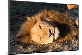 Awesome South Africa Collection - Lion Sleeping at Sunset II-Philippe Hugonnard-Mounted Photographic Print
