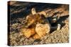 Awesome South Africa Collection - Lion Sleeping at Sunset-Philippe Hugonnard-Stretched Canvas